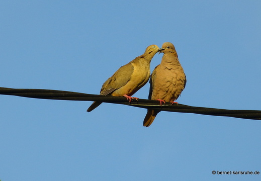 20-01-13-smithys garden-taubenpaerchen-004