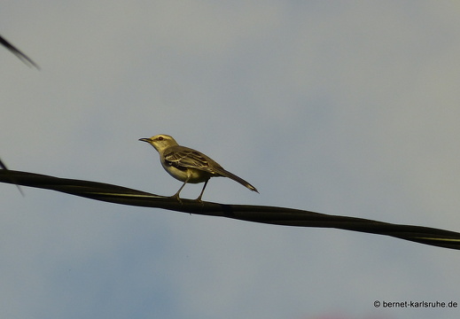 20-01-13-smithys garden-spottdrossel-004