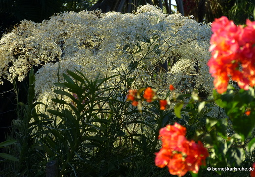 20-01-13-smithys garden-149