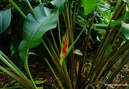 20-01-13-smithys garden-heliconia-