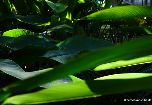 20-01-13-smithys garden-142