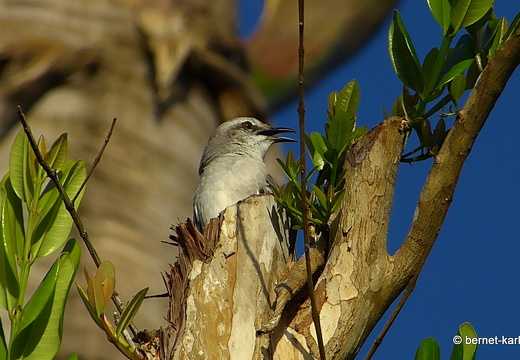 20-01-13-smithys garden-spottdrossel-001