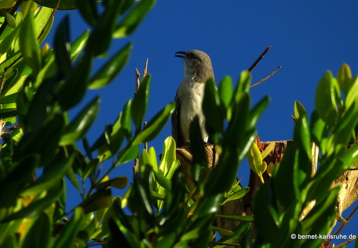 20-01-13-smithys garden-unbekannt-008
