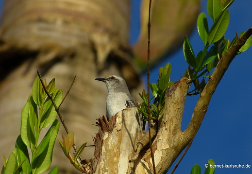 20-01-13-smithys garden-unbekannt-009