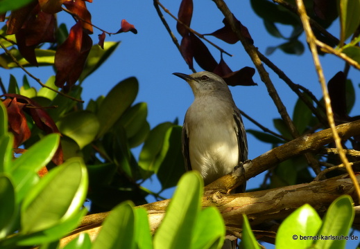 20-01-13-smithys garden-unbekannt-005