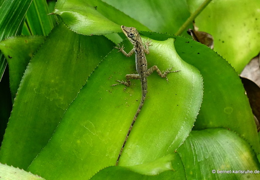 20-01-13-smithys garden-echse-