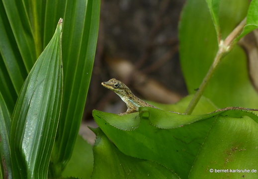 20-01-13-smithys garden-echse-001