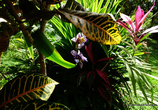 20-01-13-smithys garden-051