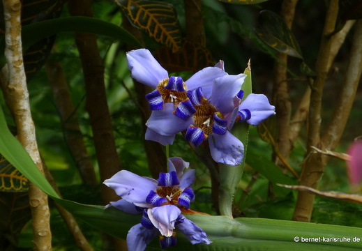 20-01-13-smithys garden-lilie-