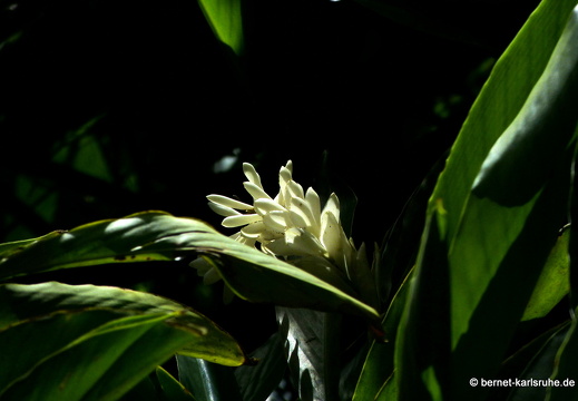 20-01-13-smithys garden-011