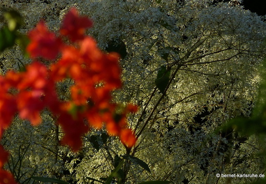 20-01-12-smithys garden-231
