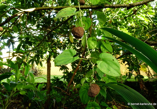 20-01-12-smithys garden-unbekannt-002