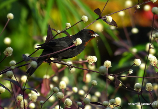 20-01-12-smithys garden-unbekannt-004