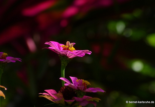 20-01-12-smithys garden-182