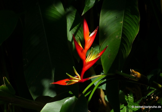 20-01-12-smithys garden-heliconia-011
