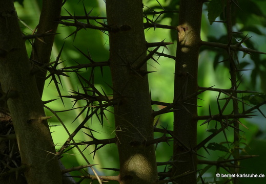 20-01-12-smithys garden-175