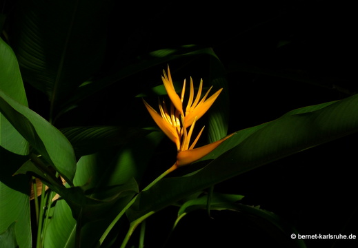 20-01-12-smithys garden-heliconia-010
