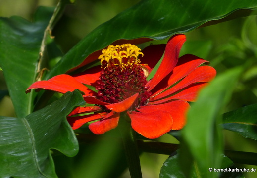 20-01-12-smithys garden-143