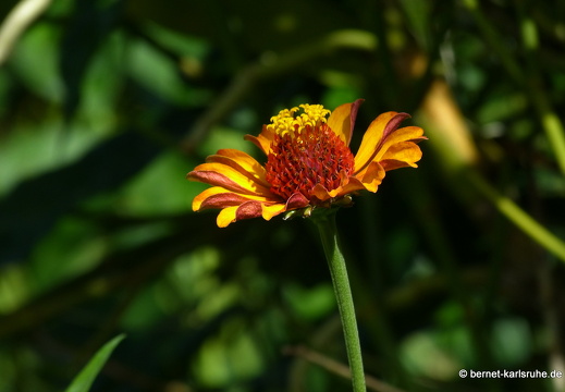 20-01-12-smithys garden-139