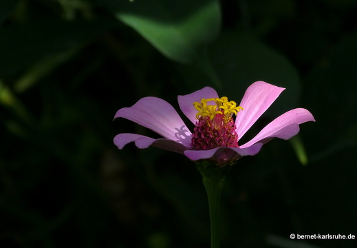 20-01-12-smithys garden-138