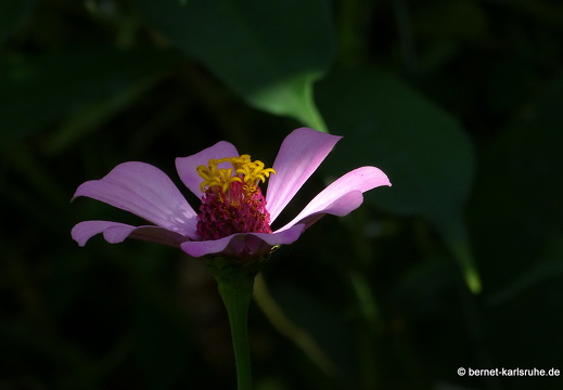 20-01-12-smithys garden-136