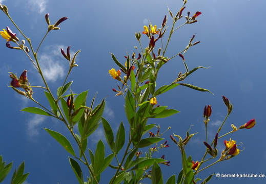 20-01-12-smithys garden-umgebung-erbsen-001