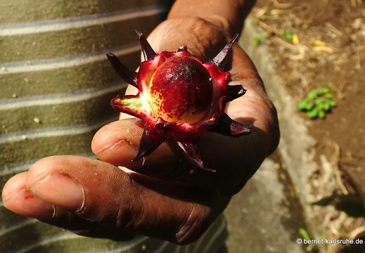 20-01-12-smithys garden-umgebung-sorrel-