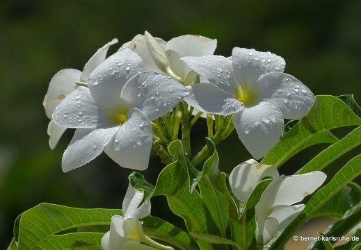 20-01-12-smithys garden-umgebung-016