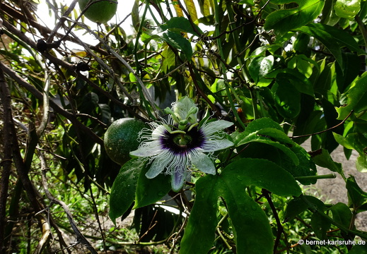 20-01-12-smithys garden-umgebung-passionsbluete-001