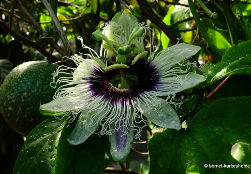 20-01-12-smithys garden-umgebung-passionsbluete-