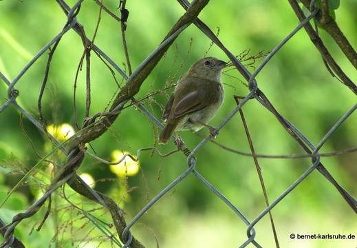 20-01-12-smithys garden-umgebung-003