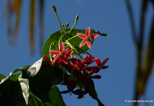 20-01-12-smithys garden-080