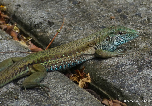 20-01-12-smithys garden-echse-