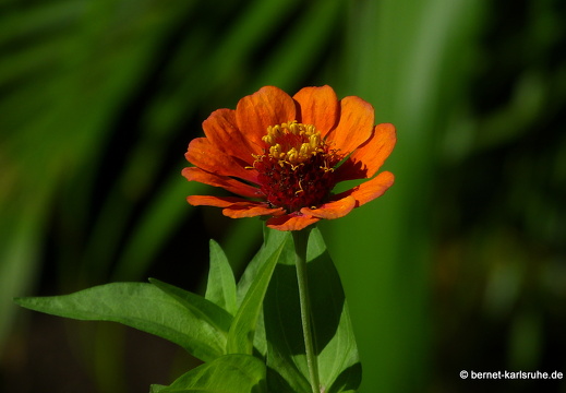 20-01-12-smithys garden-071