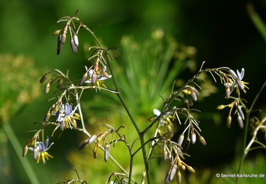 20-01-12-smithys garden-037