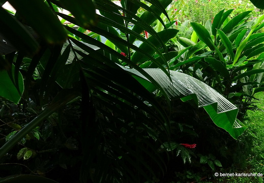 20-01-12-smithys garden-022