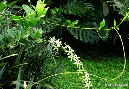 20-01-12-smithys garden-018