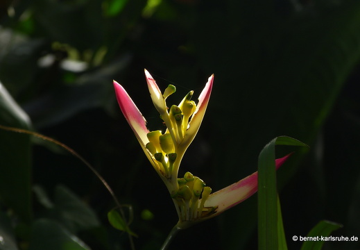 20-01-12-smithys garden-017