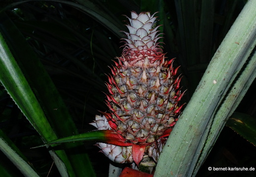 20-01-12-smithys garden-bromelie-004