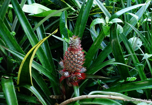 20-01-12-smithys garden-bromelie-003