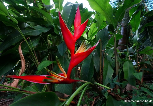 20-01-11-smithys garden-heliconia-005