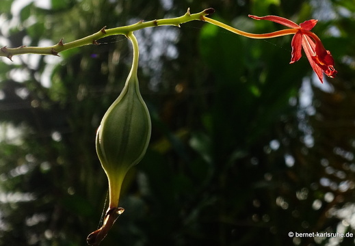20-01-11-smithys garden-042