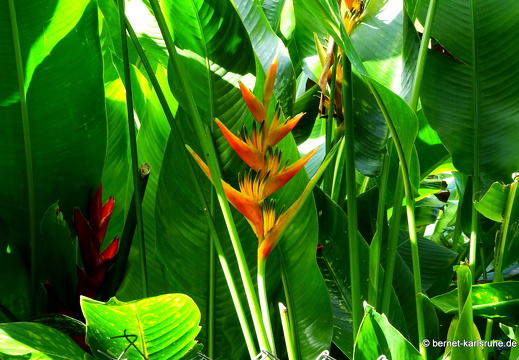 20-01-11-smithys garden-heliconia-003