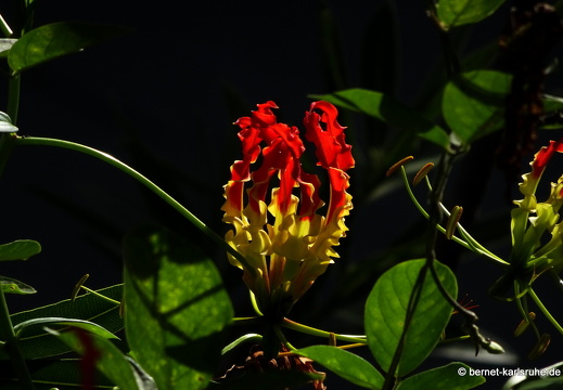 20-01-11-smithys garden-umgebung-009