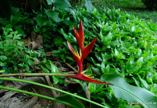 20-01-11-smithys garden-umgebung-008