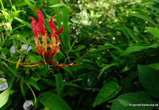 20-01-11-smithys garden-umgebung-006