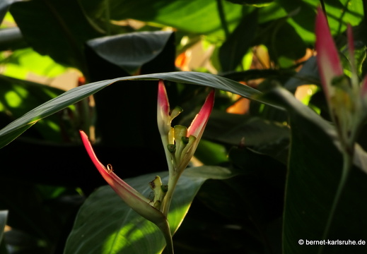 20-01-11-smithys garden-heliconia-002