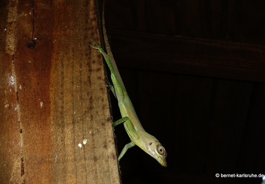 20-01-16-woburn-vogelbeobachtung-072