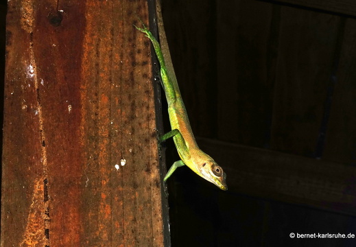 20-01-16-woburn-vogelbeobachtung-071