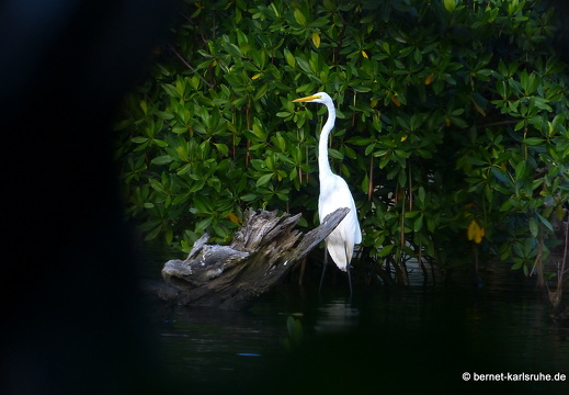 20-01-16-woburn-vogelbeobachtung-046
